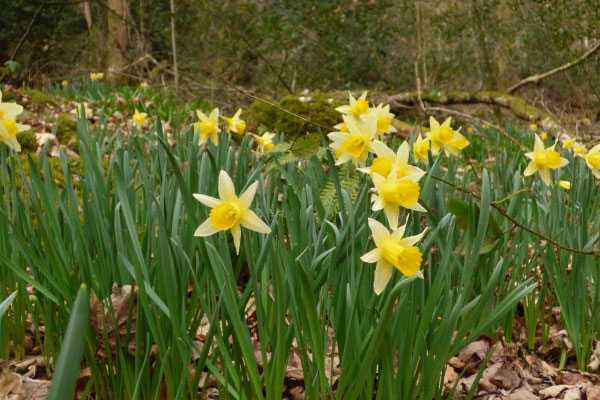 woodland daffodils