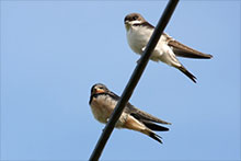 Swallows and House Martins