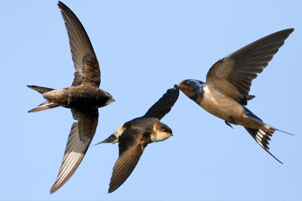 Swifs Swallows and House Martins